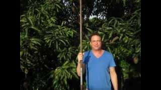 How to pick a mango from a tree [upl. by Linc]