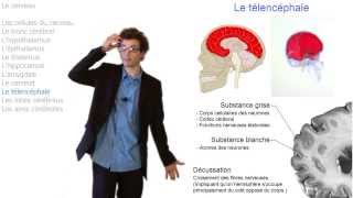 Comment fonctionne notre cerveau [upl. by Horwitz]