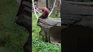 紅毛猩猩Bornean OrangutanTaipei Zoo [upl. by Darsey417]