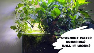 Stagnant Water Aquarium Can your fishtank work without water circulation and surface agitation [upl. by Maillil442]