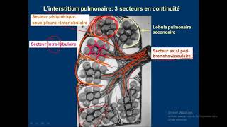 syndrome interstitiel en détails 01 [upl. by Ming777]