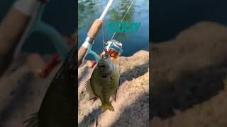 IP profishiency KRAZY rod hits 🎣 Fishing FishingRod Bluegill CatchAndRelease [upl. by Fulvi]