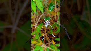 Spider hunting its Prey viral shortvideo fypシ spider ytshorts travel bellydance [upl. by Nagap]