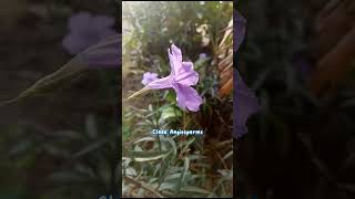 Bunga Kencana Ungu Torenia fournieri onlineclasses studyvlog flowers viralvideo [upl. by Aihtebat]