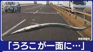 “空から魚”車を直撃 ガラスにひび… 福岡【知っておきたい！】2023年11月15日 [upl. by Kcajyllib]