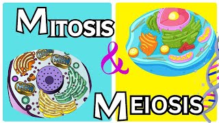 Mitosis vs Meiosis From grade 9th to 12th [upl. by Cornall7]