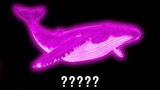 15 Humpback Whale quotCallingquot Sound Variations in 50 Seconds  MODIFY EVERYTHING [upl. by Iat312]