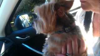 Yorkie cries on his way home from the kennel [upl. by Chlo]