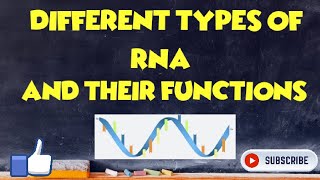 Different types of RNA and their Function [upl. by Dorothy]