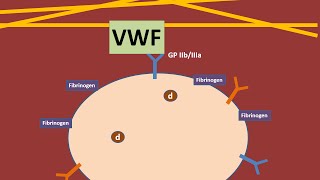 Platelets and Von Willebrand Factor animation [upl. by Schriever211]