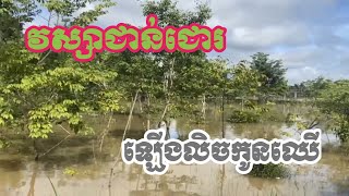 ទឹកឡើងធ្វើកូនឈើរលំខ្លះរដូវវស្សា [upl. by Adachi]