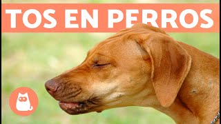 9 REMEDIOS CASEROS para la TOS en PERROS 🐶✅ Recomendados por Veterinarios [upl. by Benioff]