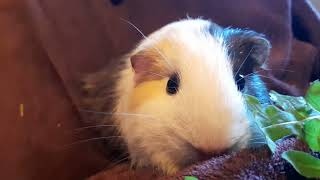 Guinea Pig Wheekly News September 3rd 2023 [upl. by Lorita]