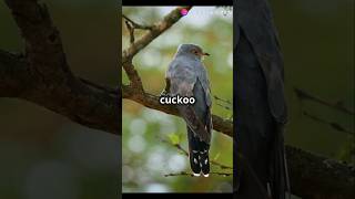 Top 5 Fascinating Facts About Cuckoos [upl. by Rehoptsirhc]