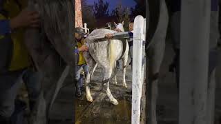 Best Wild Horses Mare Compilation of some Wild Horse Fights Video 257 [upl. by Riebling]