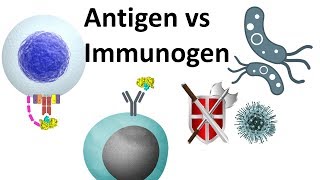 antigen and immunogen [upl. by Reidid]