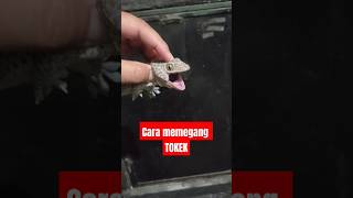 cara memegang Tokek storywa cover tokekraksasa token [upl. by Charteris]