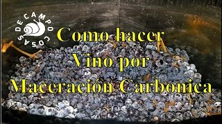 Como hacer vino tinto por maceración carbónica [upl. by Neenej]