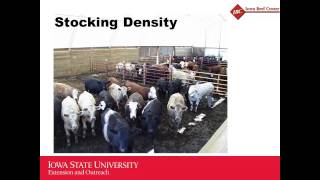 Comparisons of bedded beef hoop buildings and monoslope barns [upl. by Dreda]