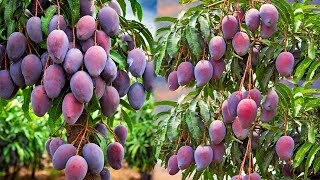 What are the stages of mango plant growth How to take care of a mango tree [upl. by Primrosa363]