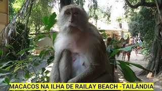 MACACOS NA ILHA DE RAILAY BEACH  TAILÂNDIA [upl. by Darb]