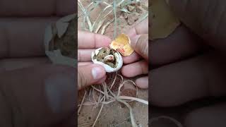 Snake Egg Opening  Sanke  Snake Short  yt shorts  yt short [upl. by Dean976]