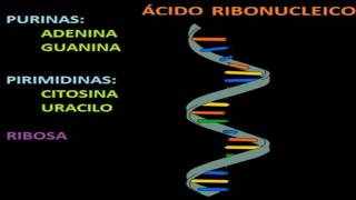 Metabolismo de las proteínas y los aminoácidos [upl. by Almond]