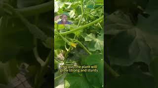 One of the ways to increase cucumber production garden planterstrickshot gardening101 veggies [upl. by Elodea]