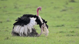 Ostrich Mating Dance [upl. by Iak715]