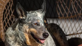 Learn About the Size of Australian Cattle Dogs [upl. by Doreen]