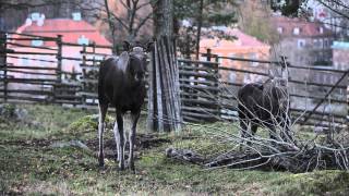 Vilda nordiska djur på Skansen älgen [upl. by Tahmosh679]