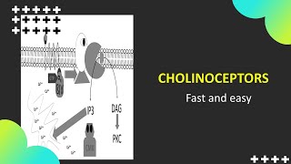 ChilinoceptorsNicotinicMuscarinicM1 and M3 [upl. by Zevahc]