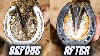 Satisfying Full Horse Hoof Restoration  4K FARRIER ASMR [upl. by Anitsyrc]