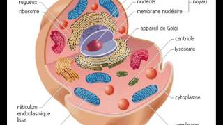 CYTOLOGIE RETICULUM ENDOPLASMIQUE 1 [upl. by Ahsaz]