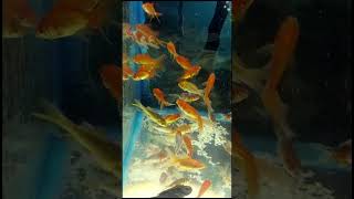 Fantail Goldfish  Shubunkin Goldfish  fish guppy aquarium goldfish betta orandagoldfish pet [upl. by Kirsti]