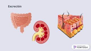 metabolismo de las vitaminas [upl. by Assenev60]