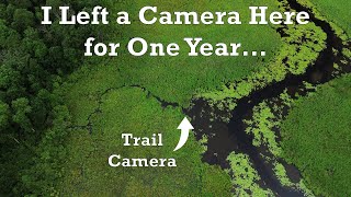 Trail Cam 1 Year in a Marsh [upl. by Sanfourd]