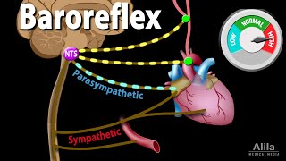 Baroreflex Regulation of Blood Pressure Animation [upl. by Attwood237]