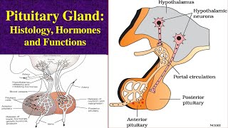 Pituitary Gland  Hormones Functions and Histology  Adenohypophysis  Neurohypophysis [upl. by Mathian]