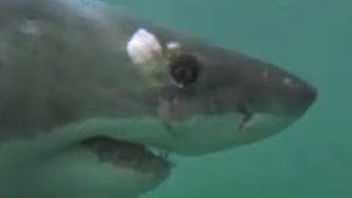 Hunting Techniques of the Great White Shark  BBC Studios [upl. by Anivahs]