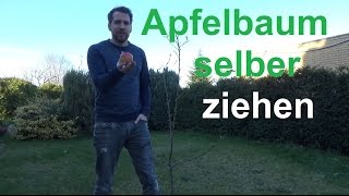 Apfelbaum selber ziehen Apfel aus Samen vermehren Apfelkern zum Keimen bringen [upl. by Gnek78]