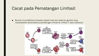 Imunodefisiensi Primer dan Cacat pada Pematangan Limfosit Materi 11 Imunologi Part 3 [upl. by Haidabez]