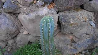 Trichocereus Peruvianus  cultivated in Sacred Valley [upl. by Airbmac]