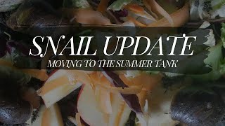 snail update  moving to their summer tank [upl. by Rot673]