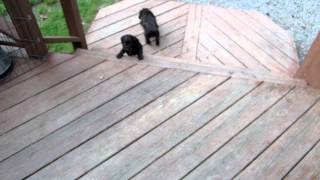 Boykin Spaniel Puppies 5 Weeks 5 Days [upl. by Milty]