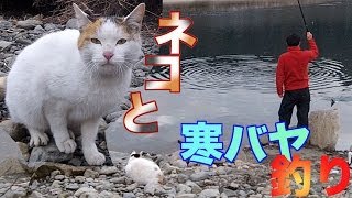 ネコと一緒に寒バヤ釣り Riverfishing Catch amp Eat amp Cat [upl. by Duahsar]