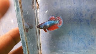 Betta Breeding Pair💥🤯Betta Fish  Betta Females  Aquarium Fish  in Telugu  Sri Ganapthi Fish Farm [upl. by Chancellor80]