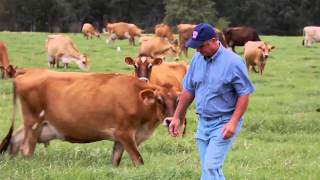 Grass Fed Dairy Cows [upl. by Wolcott]