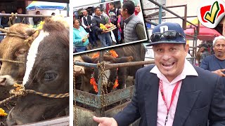 🐃🐂 PASEANDO LOS BECERROS para la fiesta de la Capilla 2024 en COENEO MICHOACÁN [upl. by Bolger]