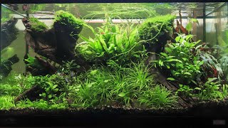 My Fluval Roma 125 planted aquarium short cinematic video [upl. by Eulalee]